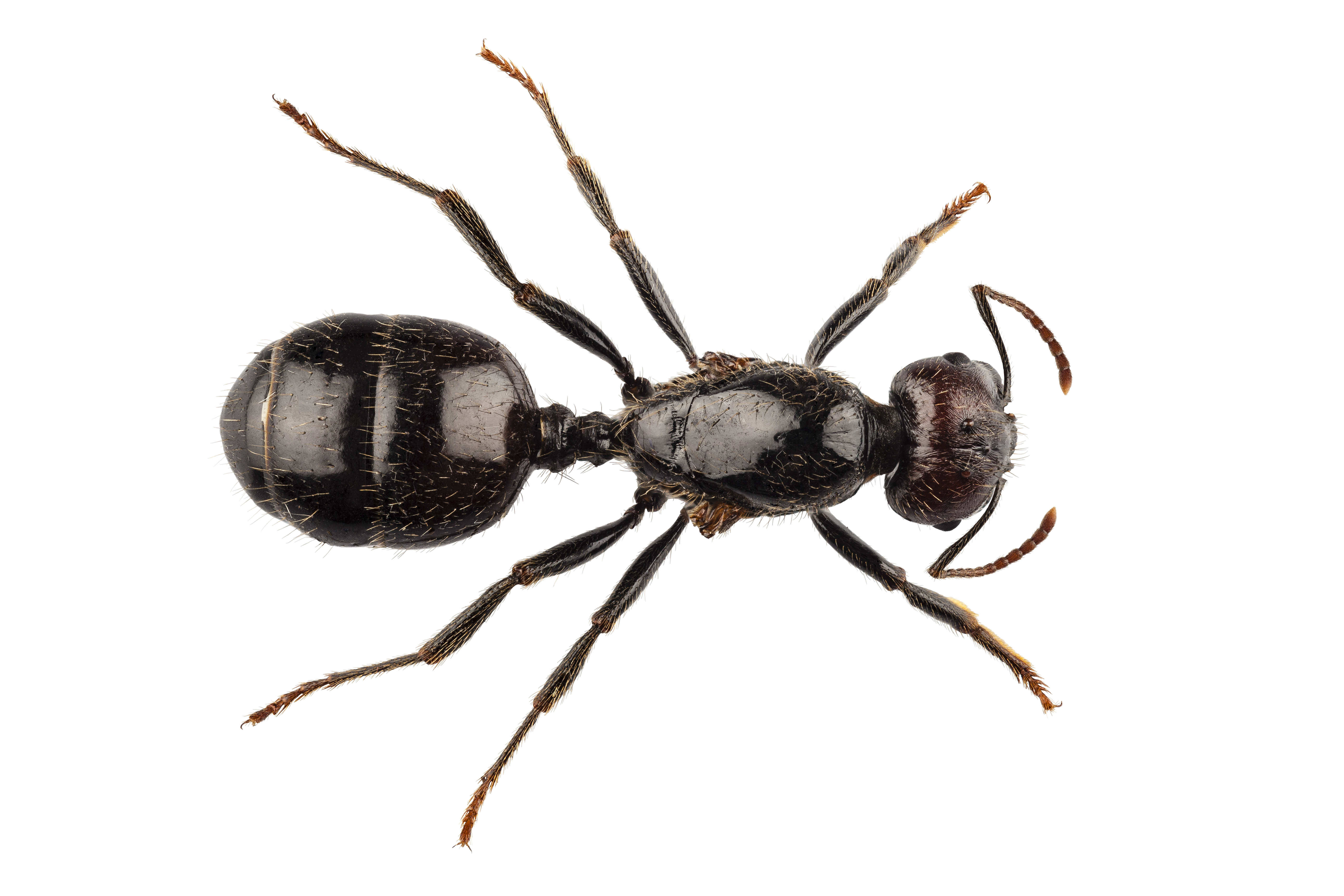 Formica nera